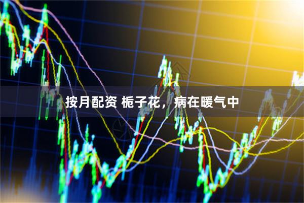 按月配资 栀子花，病在暖气中